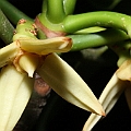 Rhizophora mucronata (Long-fruited Mangrove) at Machans Beach オオバヒルギ<br />Canon KDX (400D) + EFS60 F2.8 + SPEEDLITE 380EX